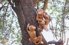 אחוזת טוקאי 39