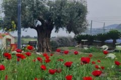 וילה מגדל 37